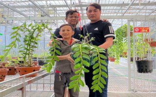 Chia sẻ của anh Nguyễn Đăng Ghin ở Phú Xuyên, Hà Nội về lợi ích của thú chơi hoa lan